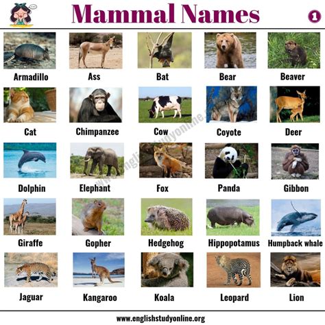 different kinds of fish|Mammals: List of 152 Mammals in English with ESL Picture!.